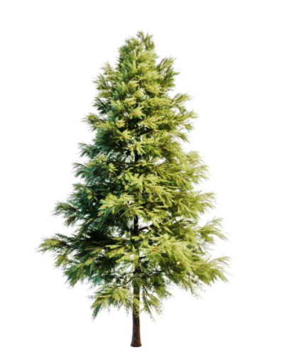 Ornamental Scots Pine Tree