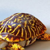 Ornate Box Turtle | Animals