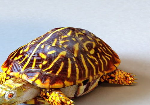 Ornate Box Turtle | Animals