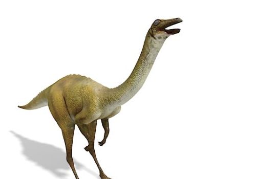 Prehistoric Animal Ornithomimus Dinosaur Animals