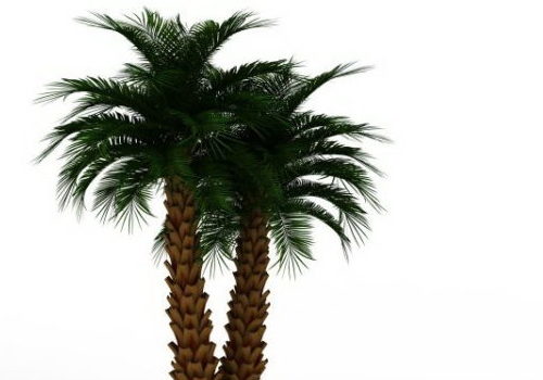 Outdoor Potted Palm Green Plants