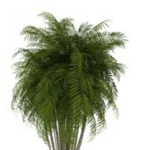 Nature Pacaya Palm Tree