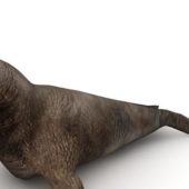 Sea Pacific Walruses Animals