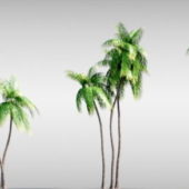 Collection Palm Trees