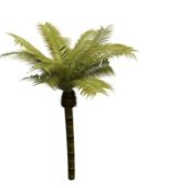 Nature Green Palm Tree