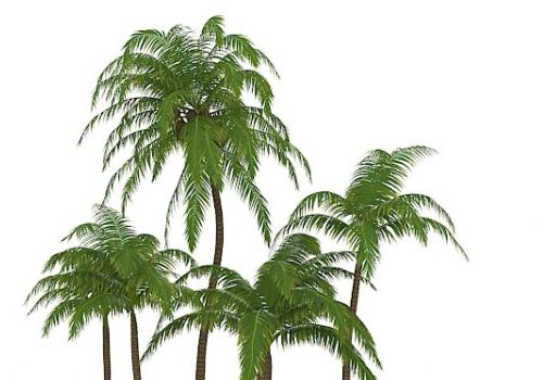 Green Palm Tree For Landscape