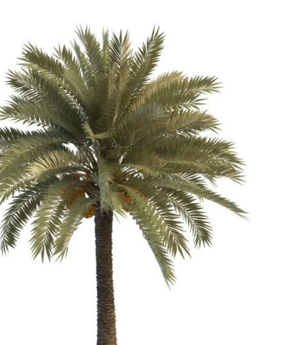 Green Palm Tree With Seeds