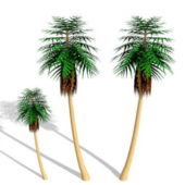 Desert Palm Trees