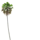 Palm Tree Livistona Saribus