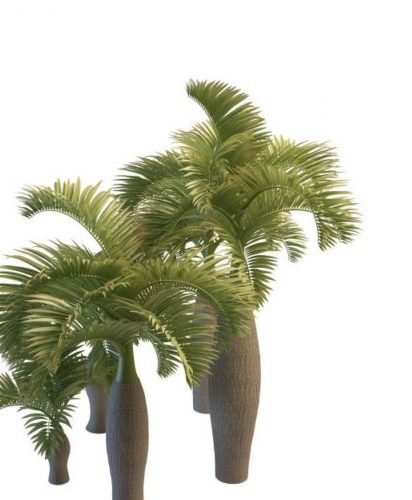 Green Palmyra Palm Trees