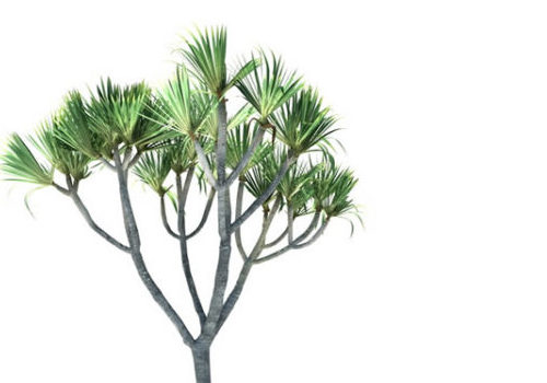 Palm Tree Pandanus Utilis