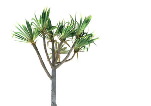 Pandanus Utilis Bory Palm Tree