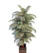 Potted Palm Silk Tree