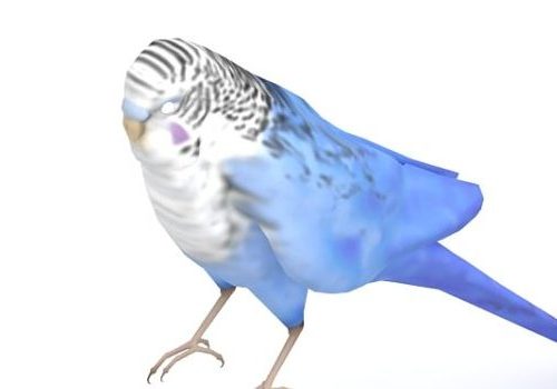 Parakeet Bird Animal Animals