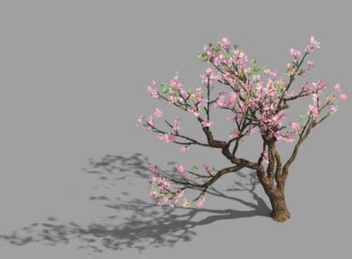 Peach Blossom Plant Tree