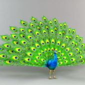 Animal Peacock Feathers