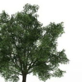 Pedunculate Oak Green Tree