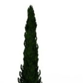 Nature Plant Pencil Cypress Tree