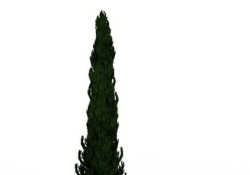 Nature Plant Pencil Cypress Tree
