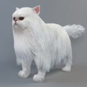 Persian Cat Animal