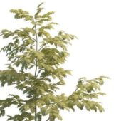 Persian Silk Tree