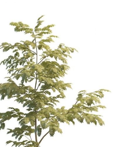 Green Persian Silk Tree