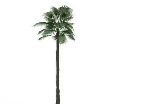 Green Petticoat Palm Tree
