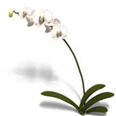 Phalaenopsis Orchid Flower Plant