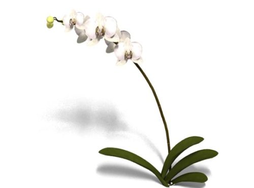 Phalaenopsis Orchid Flower Plant