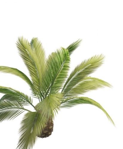 Phoenix Palm Green Tree