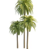 Phoenix Date Nature Palm Trees