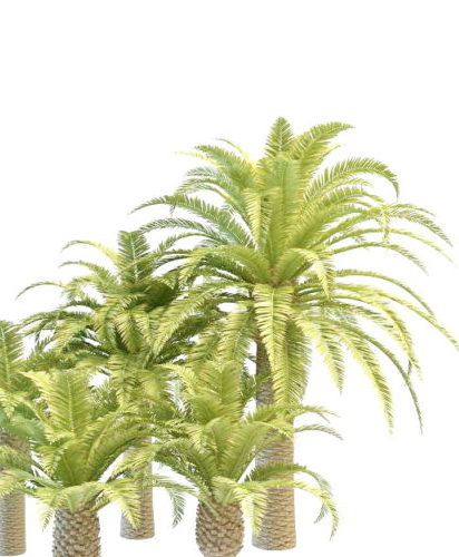 Plant Phoenix Palm Tree