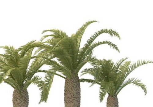 Mid Eastern Phoenix Palm Trees