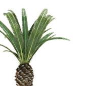 Phoenixcanariensis Palm Tree
