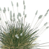 Phragmites Grass Plant