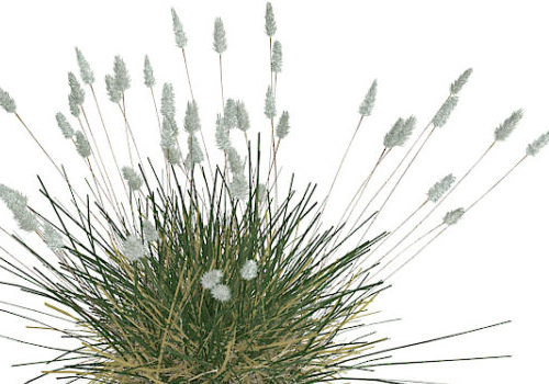 Phragmites Grass Plant