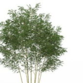 Nature Plant Phyllostachys Bamboo