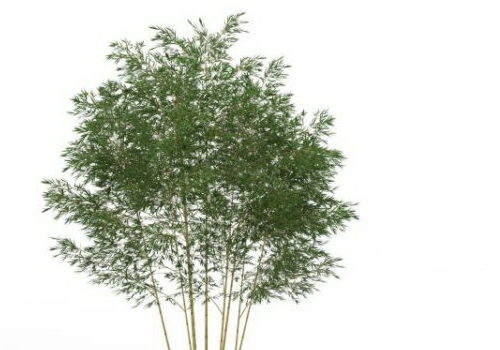 Nature Plant Phyllostachys Bamboo Free 3d Model Max 123free3dmodels