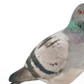 Pigeon Bird, Lowpoly Bird Animal Animals