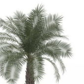 Pindo Green Palm Tree
