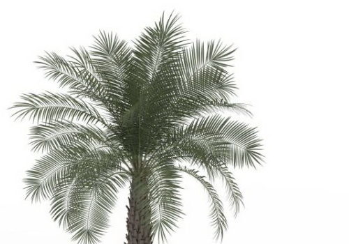 Pindo Green Palm Tree