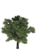 Forest Pine Tree