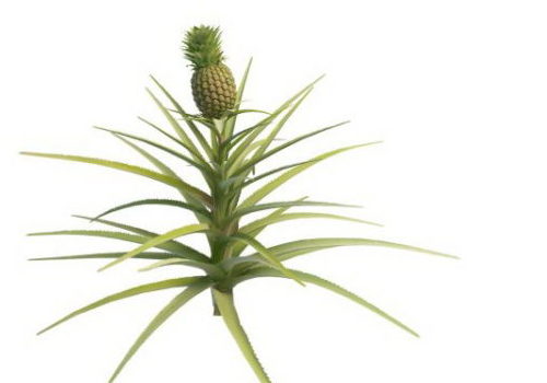 Garden Pineapple Plant