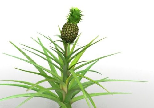 Garden Pineapples Plant