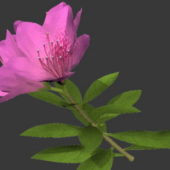 Garden Pink Flower