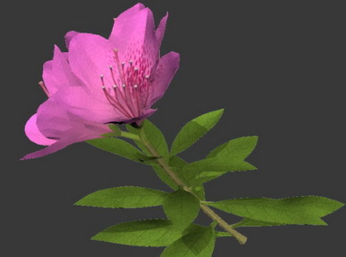 Garden Pink Flower