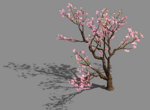 Pink Flower Peach Tree