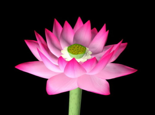 Nature Pink Lotus Flower