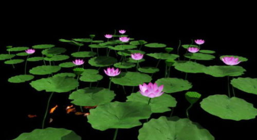 Pink Lotus Flowers Pond