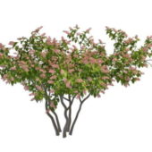 Nature Pink Blooming Lilac Tree